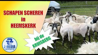 Schapen scheren bij de Kruisberg in Heemskerk 4k [upl. by Gati]