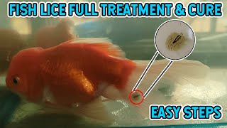 Argulus Fish Parasite  How To Remove From Goldfish  Full Treatment In Easy Steps  No Chemical [upl. by Imer502]