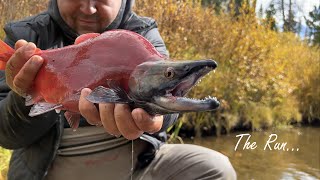 Fly Fishing for HUGE Kokanee Salmon Fall Run Colorado [upl. by Heller]