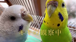 ルルとキキのお鼻色の違いインコのいる暮らし [upl. by Cliff]