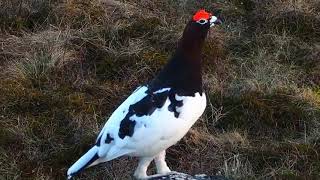 Willow Ptarmigan Lagopus lagopus🐦🦜🕊️🎵❤️ [upl. by Edelman362]