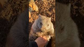 Like BareNose Wombat  Vombatus Ursinus [upl. by Mahda]