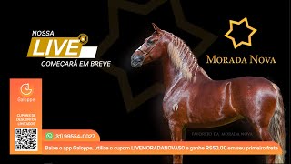 Live Haras Morada Nova [upl. by Tutt]