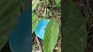 there is something behind the leaves😱 ornamentalfish fish fishing [upl. by Lledniuq]