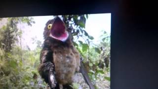 Potoo Bird call [upl. by Namlaz]