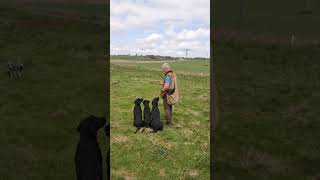 Gundog Training Steadiness and Marking using a remote dummy launcher dogtraining labrador dog [upl. by Sawyor]