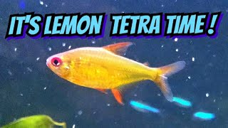 Orange Eye Lemon Tetras An Ideal Aquascaping Fish amp The Perfect Small Community Fish [upl. by Wasserman568]