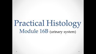 Practical Histology  Module 16B Urinary system  Assessment [upl. by Arob]