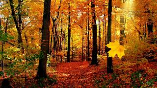 4K Relaxing Fall Forest Nature Sounds ASMR S1E17 [upl. by Shelah178]