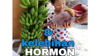 hormon untuk meransang pokok utk berputih dan brrbuah [upl. by Sik]