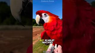 Meet the Scarlet Macaw One of the Most Beautiful Parrots On Earth [upl. by Pineda]