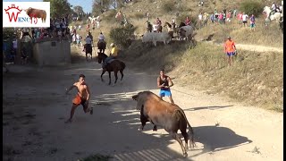 INCREIBLE ENCIERRO CAMPERO DE BRIHUEGA 2015 [upl. by Yreneh]