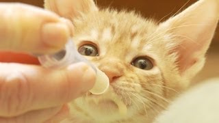 Bottle Feeding Ocicat Kittens [upl. by Tanah236]