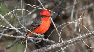 Vermilion Flycatcher Sound Video Bird Calls Bird Songs Western North America Nature Sound Effects [upl. by Combe]