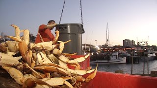 Commercial Dungeness crab season delayed Heres why and when it might start [upl. by Carlisle338]