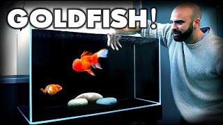 MAKING a FANCY GOLDFISH AQUARIUM Ranchu amp Oranda  MD Fish Tanks [upl. by Conni]