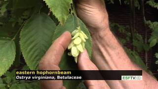 Trees with Don Leopold  eastern hophornbeam [upl. by Latona189]