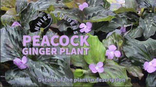 Peacock Ginger Plant  Anniez Gardens [upl. by Ennaylil]