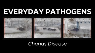 What is Chagas disease A brief overview of kissing bugs symptoms and diagnosis [upl. by Sopher]