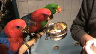 Feeding 3 Baby Eclectus Parrots [upl. by Nathanial]