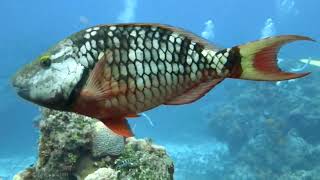 Parrotfish Hogfish and Razorfish Labridae [upl. by Rahman837]