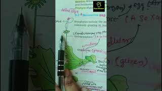 Marchantia  Bryophytes ncert imp diagram class 11th ncert biology neet2025 aiims liverwort [upl. by Annekcm]