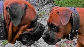 Boxer Rottweiler vs Rottweiler Boxer [upl. by Sedinoel]