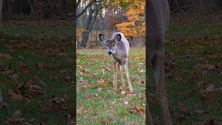 Feeding adorable brother and sister yearlings [upl. by Trakas]