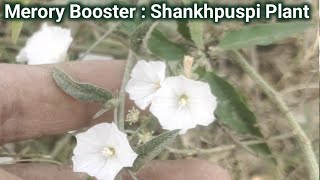 BRAIN TONIC  दिमाक की बत्ती जलाएयाददाश्त बढ़ाए।।Shankhpushpi Plant।। [upl. by Cilurzo461]