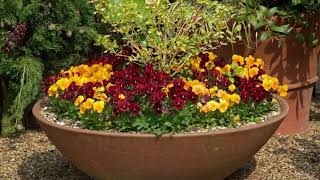 How to plant up a container containergardening containergarden gardenideas gardentips [upl. by Ailyt454]