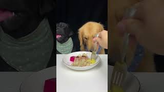 We Fought Over A Piece Of Dumpling Labrador and Golden The Daily Life Of Two Cute Dogs [upl. by Stucker]