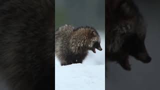 Adorable Raccoon Steals the Show with Hilarious Moves 🦝🤣 Shorts wildlife [upl. by Maryanne]