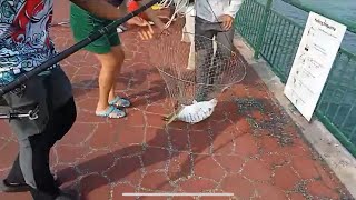 Bedok Jetty eventually real trophy Golden Trevally [upl. by Veator]