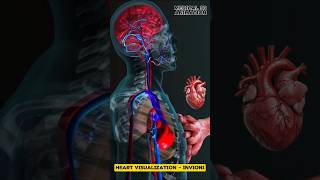 Heart Visualization  Invioni medical animation 3d short [upl. by Attela]