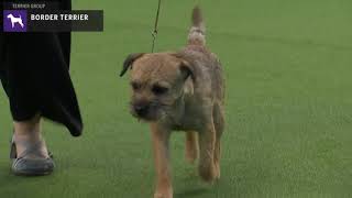 Border Terriers  Breed Judging 2020 [upl. by Namor]