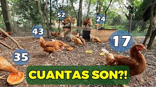 Cuantas gallinas tengo exactamente [upl. by Htebazila475]