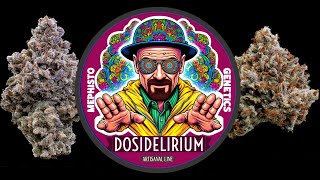 Dosidelirium By Mephisto Genetics [upl. by Anibas]