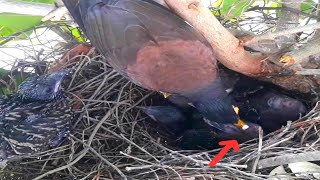 Common myna Birds waiting to receive feces [upl. by Sansbury]