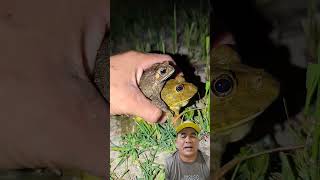 Katak kecil susah ditangkap ⁉️ frogling animals frogging [upl. by Chemosh616]