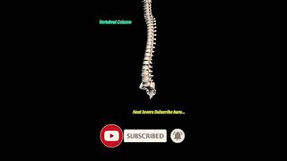 Human Vertebral column  3D Animation  😱😱😱 [upl. by Assirek]