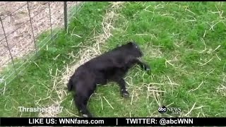 Fainting Goats all the Rage at Pennsylvania Farm [upl. by Stavros]