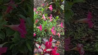 Pink Mandevilla Plant garden flowersbeautiful  Litha’s passion world [upl. by Navis]