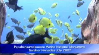 See Sharks Stingray and Monk Seals in Hawaii [upl. by Negroj]