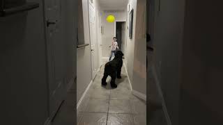 Dog Plays Balloon Toy With Little Boy [upl. by Tremaine990]