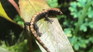 Lepidodactylus lugubris terrarium [upl. by Bassett]