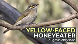 Yellowfaced Honeyeater Caligavis chrysops  Banyule Flats Reserve Victoria AUSTRALIA [upl. by Gowrie]