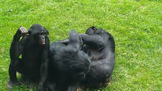 Bonobo Facts All About The Worlds Cutest Animal [upl. by Mauricio]