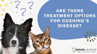 FAQ Are there treatment options for Cushing’s Disease [upl. by Martelle128]