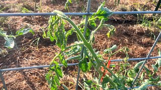 What is Fusarium Wilt and HOW did it get on OUR Tomatoes [upl. by Latoya]