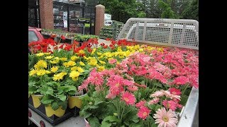 How to Grow Gerbera Plant Easy Way [upl. by Nolyak]